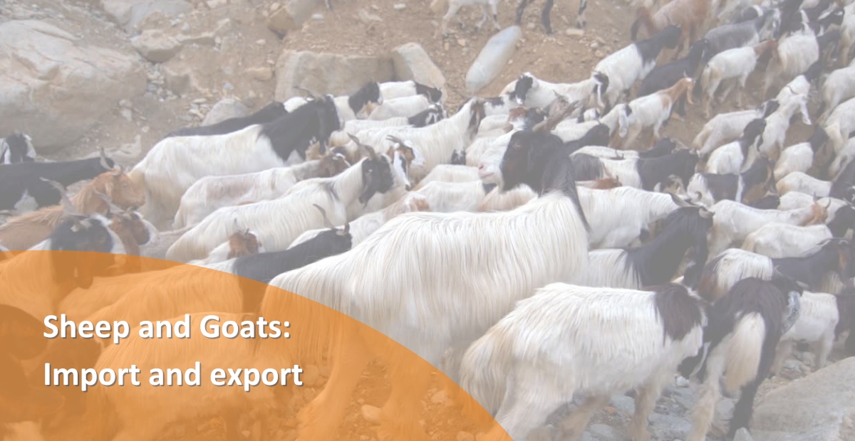 BANNER SHEEP AND GOATS