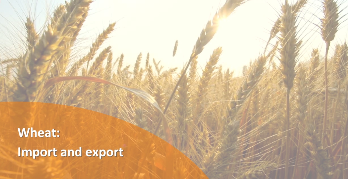 BANNER WHEAT