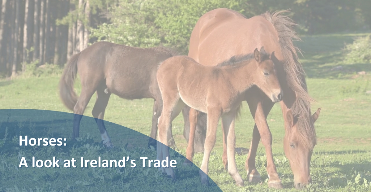 BANNER HORSE BLOG (1200 X 620 Px) (1)